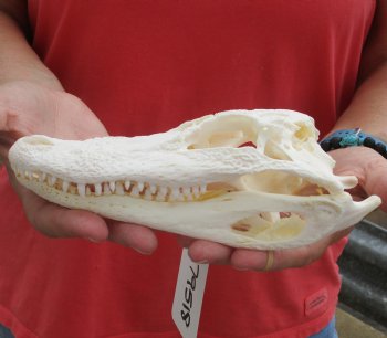  Authentic B-Grade Florida Alligator Skull, 8 x 3-1/2 for $40