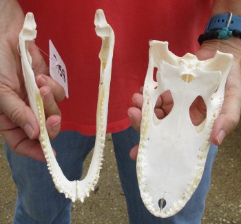  Authentic B-Grade Florida Alligator Skull, 8 x 3-1/2 for $40