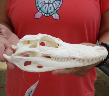 Buy this B-Grade Florida Alligator Skull, 8-1/4 inches for $25