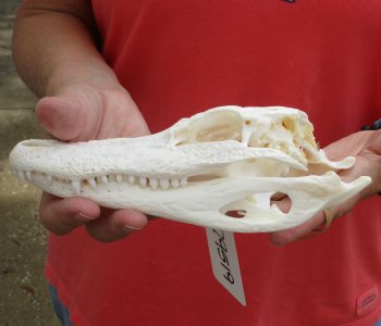 Buy this B-Grade Florida Alligator Skull, 8-1/4 inches for $25