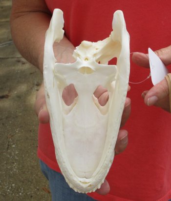 Buy this B-Grade Florida Alligator Skull, 8-1/4 inches for $25