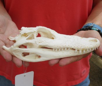 Authentic B-Grade Florida Alligator Skull, 8-1/4 x 3-1/2 for $40