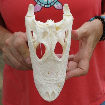 Authentic B-Grade Florida Alligator Skull, 8-1/4 x 3-1/2 for $40