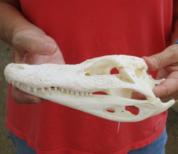 Authentic B-Grade Florida Alligator Skull, 8-1/4 x 3-1/2 for $40