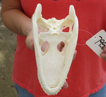 Authentic B-Grade Florida Alligator Skull, 8-1/4 x 3-1/2 for $40