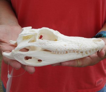 Buy this B-Grade Florida Alligator Skull, 8 inches for $40