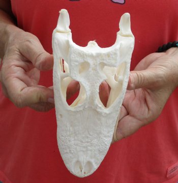 Buy this B-Grade Florida Alligator Skull, 8 inches for $40