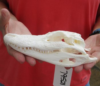 Buy this B-Grade Florida Alligator Skull, 8 inches for $40