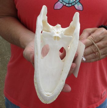 Buy this B-Grade Florida Alligator Skull, 8 inches for $40