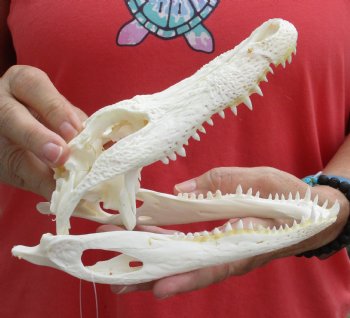 This is a B-Grade Real Florida Alligator Skull, 8 inches, For Sale for $30