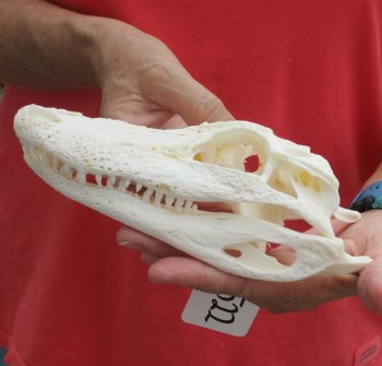 This is a B-Grade Real Florida Alligator Skull, 8 inches, For Sale for $30