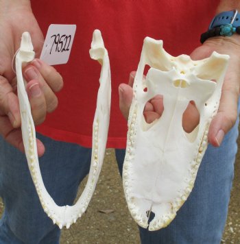 This is a B-Grade Real Florida Alligator Skull, 8 inches, For Sale for $30