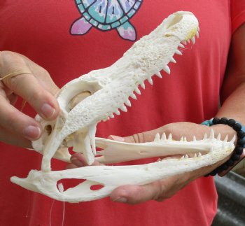 This is a B-Grade Real Florida Alligator Skull, 7-1/2 inches, For Sale for $35