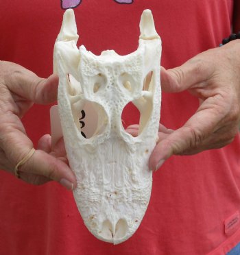 This is a B-Grade Real Florida Alligator Skull, 7-1/2 inches, For Sale for $35