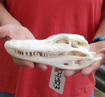 This is a B-Grade Real Florida Alligator Skull, 7-1/2 inches, For Sale for $35