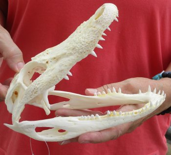 Buy this B-Grade Florida Alligator Skull, 8 inches for $30