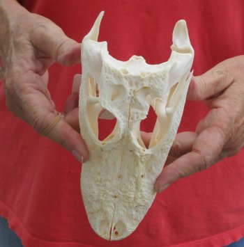 Buy this B-Grade Florida Alligator Skull, 8 inches for $30