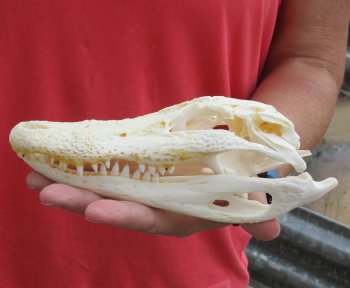 Buy this B-Grade Florida Alligator Skull, 8 inches for $30