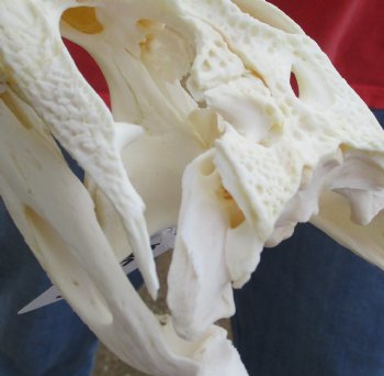 Buy this B-Grade Florida Alligator Skull, 8 inches for $30