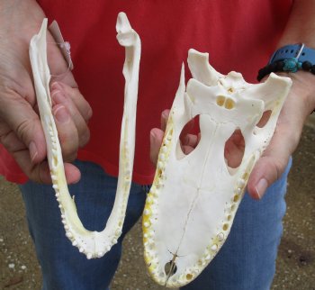 Buy this B-Grade Florida Alligator Skull, 8 inches for $30