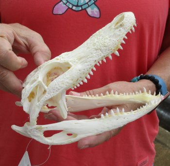 This is a B-Grade Real Florida Alligator Skull, 8 inches, For Sale for $40