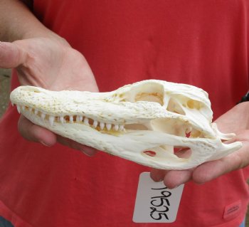 This is a B-Grade Real Florida Alligator Skull, 8 inches, For Sale for $40