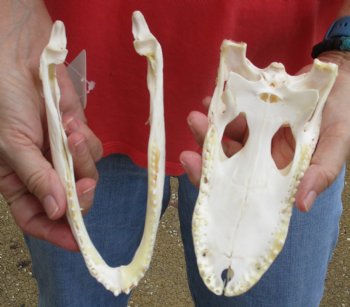 This is a B-Grade Real Florida Alligator Skull, 8 inches, For Sale for $40