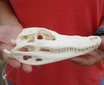 Buy this B-Grade Florida Alligator Skull, 8 inches for $35