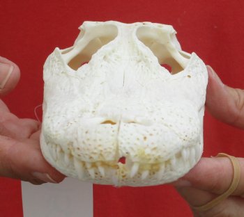 Buy this B-Grade Florida Alligator Skull, 8 inches for $35