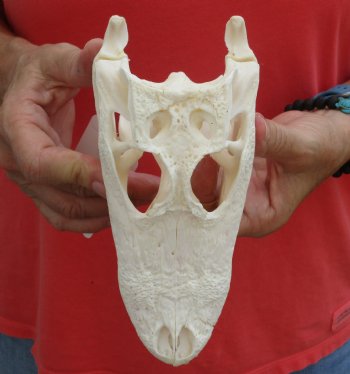 Buy this B-Grade Florida Alligator Skull, 8 inches for $35