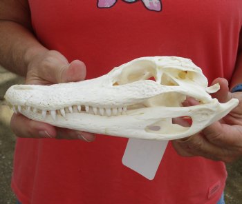 Buy this B-Grade Florida Alligator Skull, 8 inches for $35