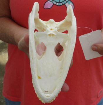 Buy this B-Grade Florida Alligator Skull, 8 inches for $35