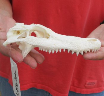 This is a Real Florida Alligator TOP SKULL ONLY, 7 inches, For Sale for $30