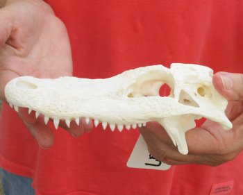 This is a Real Florida Alligator TOP SKULL ONLY, 7 inches, For Sale for $30