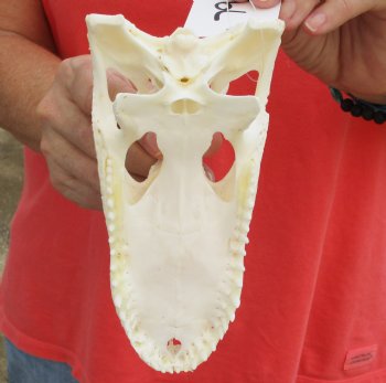 This is a Real Florida Alligator TOP SKULL ONLY, 7 inches, For Sale for $30