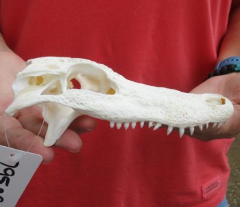 Authentic Florida Alligator TOP SKULL ONLY, 7 inches for $20