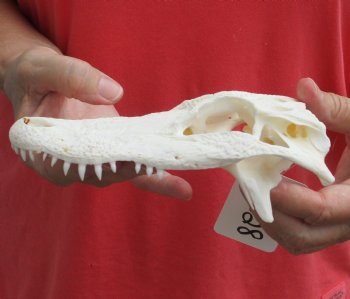 Authentic Florida Alligator TOP SKULL ONLY, 7 inches for $20