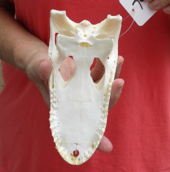 Authentic Florida Alligator TOP SKULL ONLY, 7 inches for $20