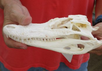 Authentic B-Grade Florida Alligator Skull, 8 x 3-1/2 for $30