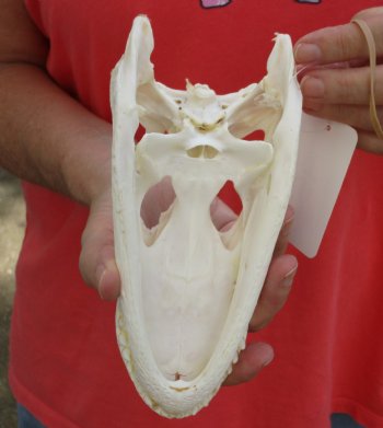 Authentic B-Grade Florida Alligator Skull, 8 x 3-1/2 for $30