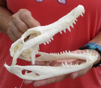 This is a B-Grade Real Florida Alligator Skull, 8 inches, For Sale for $25