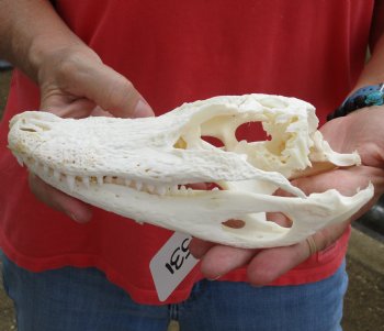 This is a B-Grade Real Florida Alligator Skull, 8 inches, For Sale for $25