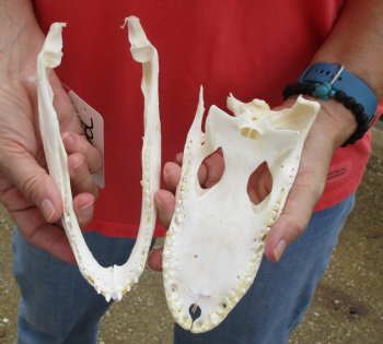 This is a B-Grade Real Florida Alligator Skull, 8 inches, For Sale for $25