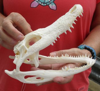 Authentic B-Grade Florida Alligator Skull, 8 x 3-1/2 for $35