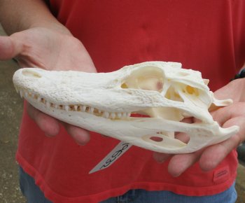 Authentic B-Grade Florida Alligator Skull, 8 x 3-1/2 for $35