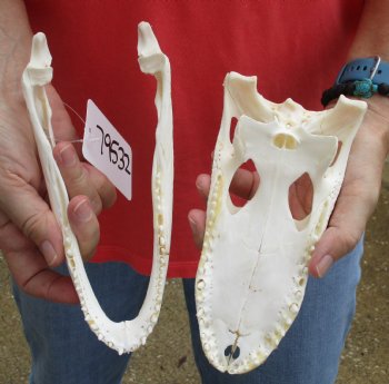 Authentic B-Grade Florida Alligator Skull, 8 x 3-1/2 for $35