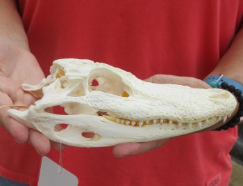 This is a B-Grade Real Florida Alligator Skull, 8 inches, For Sale for $35