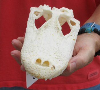 This is a B-Grade Real Florida Alligator Skull, 8 inches, For Sale for $35