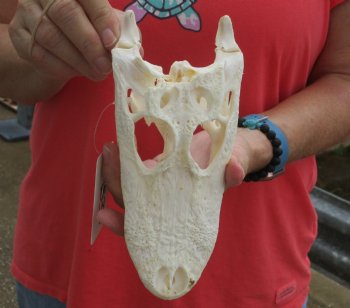 This is a B-Grade Real Florida Alligator Skull, 8 inches, For Sale for $35