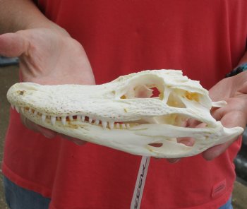 This is a B-Grade Real Florida Alligator Skull, 8 inches, For Sale for $35